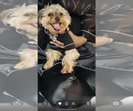Small Photo #1 Yorkshire Terrier Puppy For Sale in CHICAGO HEIGHTS, IL, USA
