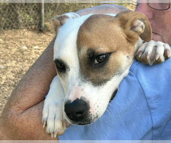 Medium Photo #5 American Bulldog-Unknown Mix Puppy For Sale in Anniston, AL, USA