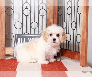 Mal-Shi-Shih Tzu Mix Puppy for sale in NAPLES, FL, USA