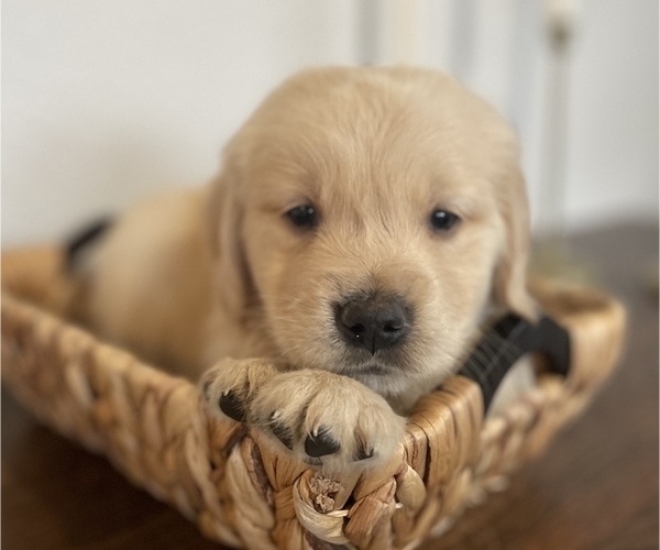 Medium Photo #1 Golden Retriever Puppy For Sale in VANCOUVER, WA, USA