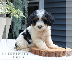 Bernedoodle (Miniature) Puppy for Sale in NEW HOLLAND, Pennsylvania USA