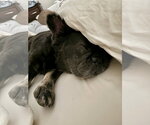 Small #3 French Bulldog