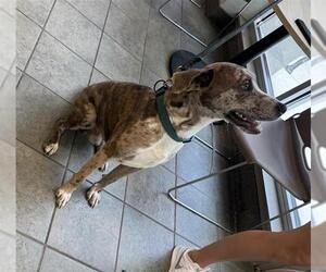 Catahoula Leopard Dog-Unknown Mix Dogs for adoption in San Antonio, TX, USA