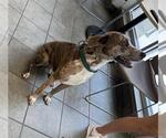 Small Catahoula Leopard Dog Mix