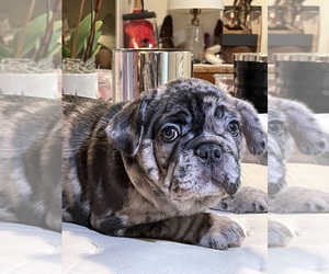 French Bulldog Puppy for Sale in WASHINGTON, District of Columbia USA