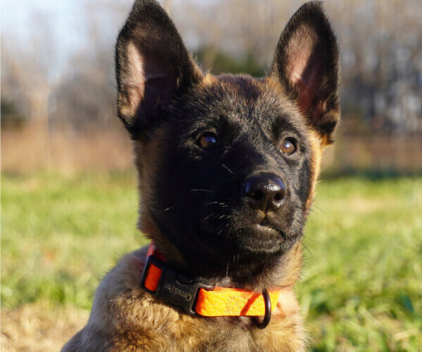 Medium Photo #1 Belgian Malinois Puppy For Sale in THAYER, MO, USA
