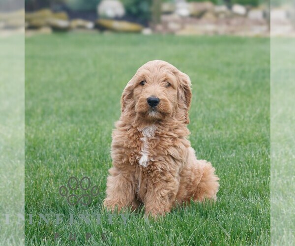 Medium Photo #4 Goldendoodle Puppy For Sale in NARVON, PA, USA