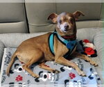 Small #6 Chihuahua