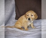 Small #2 Golden Retriever