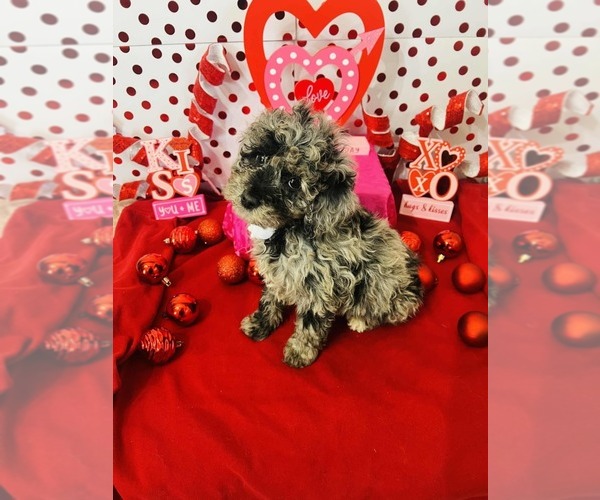 Medium Photo #4 Poodle (Miniature)-Poodle (Toy) Mix Puppy For Sale in INDIANAPOLIS, IN, USA