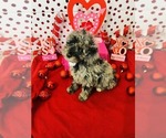 Small #3 Poodle (Miniature)-Poodle (Toy) Mix