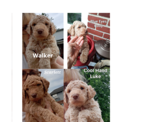 Goldendoodle-Poodle (Standard) Mix Puppy for sale in LEOLA, PA, USA