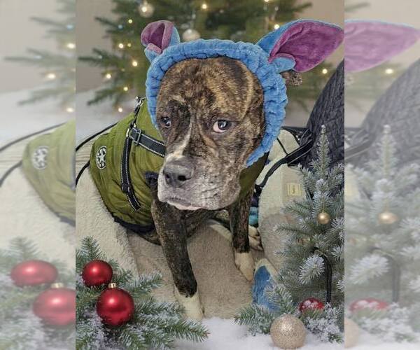 Medium Photo #2 Boxer-Unknown Mix Puppy For Sale in Dumont, NJ, USA