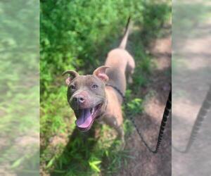 American Pit Bull Terrier Dogs for adoption in Charlotte, NC, USA