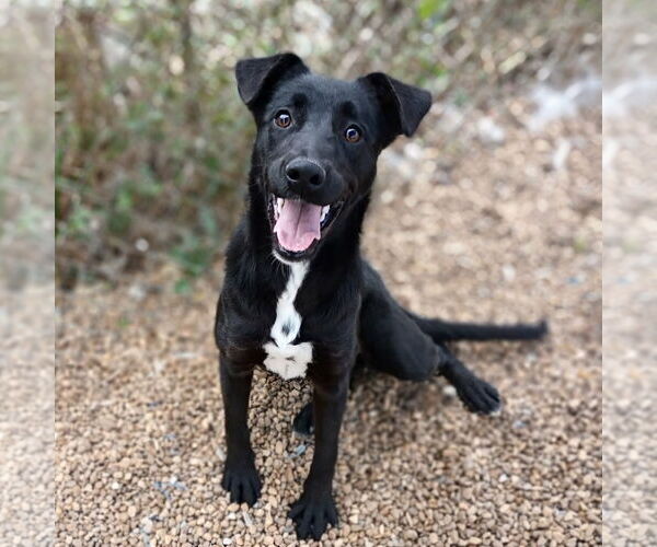 Medium Photo #2 Feist Terrier-Unknown Mix Puppy For Sale in Anniston, AL, USA