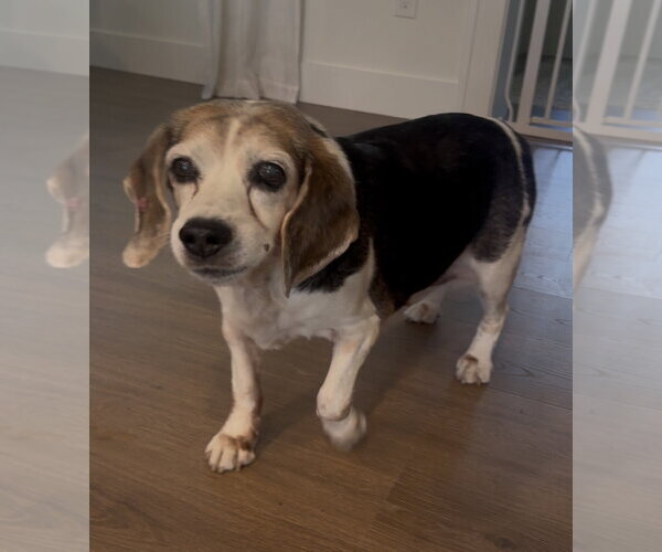 Medium Photo #9 Beagle Puppy For Sale in Tampa, FL, USA