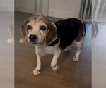 Small #8 Beagle
