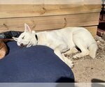 Small Photo #8 Siberian Husky Puppy For Sale in Dallas, TX, USA