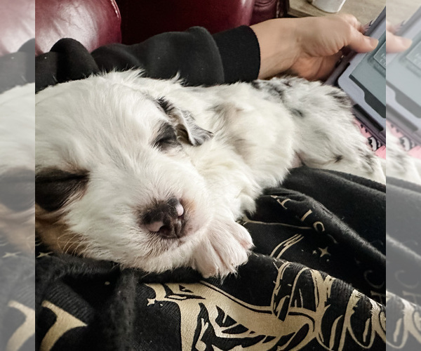 Medium Photo #16 Australian Shepherd-Bernedoodle Mix Puppy For Sale in MELROSE, NY, USA