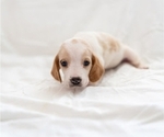 Small Photo #4 Basset Hound Puppy For Sale in BUENA PARK, CA, USA