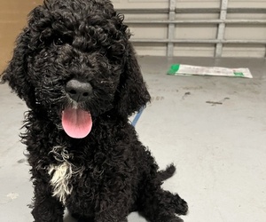 Golden Mountain Doodle  Puppy for sale in PLANT CITY, FL, USA