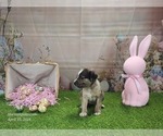 Small #9 Catahoula Leopard Dog