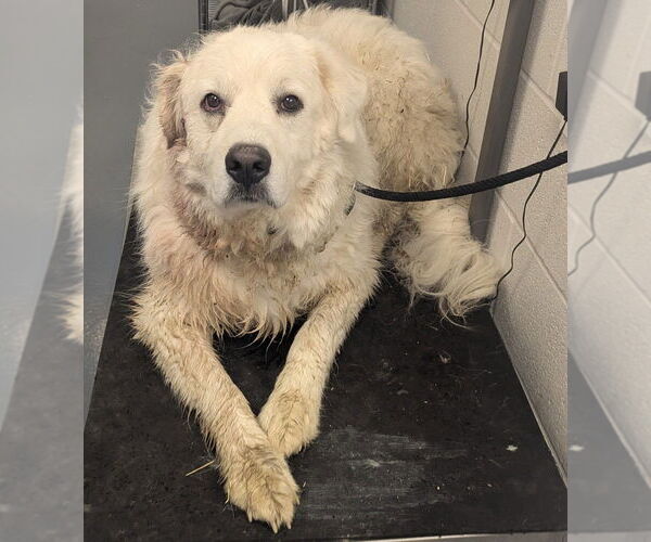 Medium Photo #4 Great Pyrenees-Unknown Mix Puppy For Sale in Evansville, IN, USA