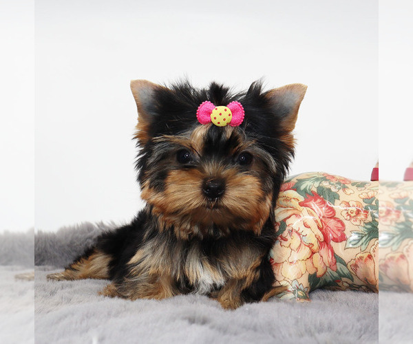 Medium Photo #2 Yorkshire Terrier Puppy For Sale in LOS ANGELES, CA, USA