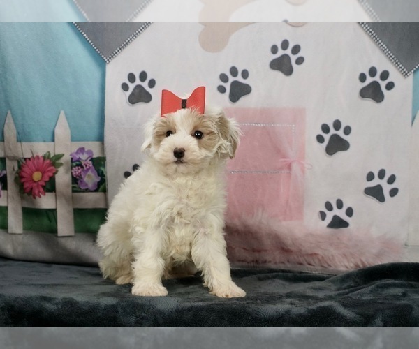 Medium Photo #3 Maltese-Poodle (Toy) Mix Puppy For Sale in WARSAW, IN, USA