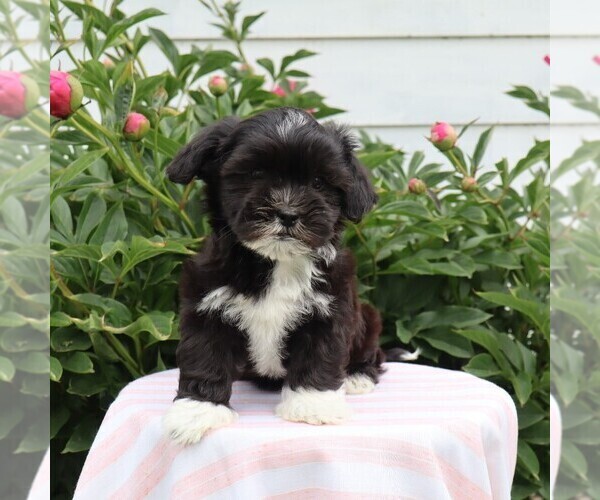 Medium Photo #5 Zuchon Puppy For Sale in THORP, WI, USA