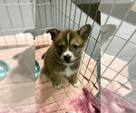 Small Siberian Husky Mix