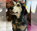 Small Bluetick Coonhound Mix