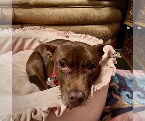 Rat Terrier-Unknown Mix Dogs for adoption in Atlanta, GA, USA