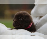 Small #4 Labrador Retriever