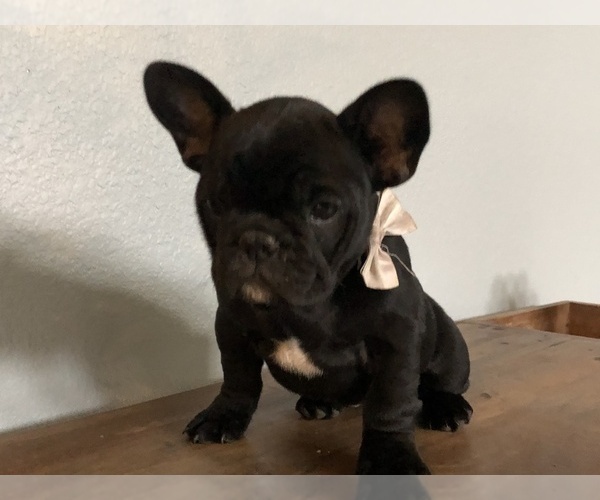 Medium Photo #2 French Bulldog Puppy For Sale in AUBREY, TX, USA
