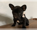 Small Photo #2 French Bulldog Puppy For Sale in AUBREY, TX, USA
