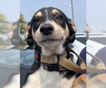 Small #10 Rat Terrier Mix
