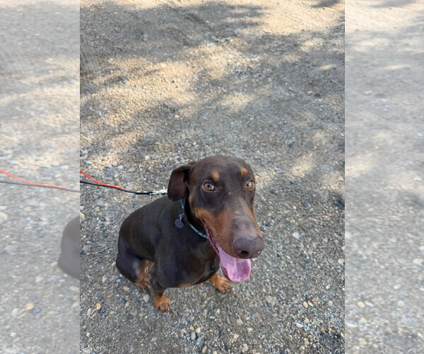 Medium Photo #13 Doberman Pinscher Puppy For Sale in Buffalo, MN, USA