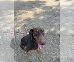 Small #12 Doberman Pinscher