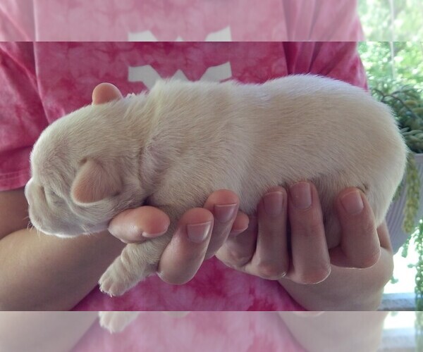 Medium Photo #2 French Bullhuahua Puppy For Sale in SPRAGGS, PA, USA