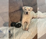 Small #7 American Staffordshire Terrier Mix