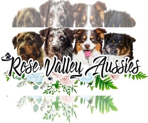 Australian Shepherd Litter for sale in TROUT RUN, PA, USA