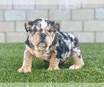 Small #7 English Bulldog