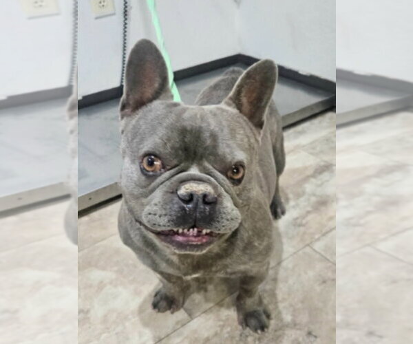 Medium Photo #4 French Bulldog-Unknown Mix Puppy For Sale in Lakewood, CO, USA