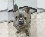 Small #3 French Bulldog Mix