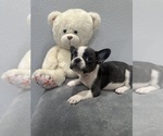 Puppy 4 French Bulldog