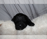 Small Photo #3 Goldendoodle Puppy For Sale in CENTRALIA, IL, USA