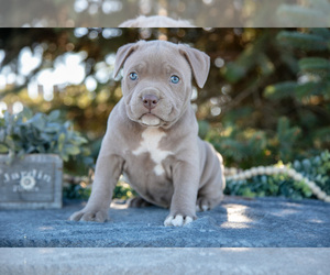 Medium American Bully