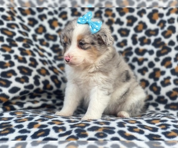 Medium Photo #4 Australian Shepherd Puppy For Sale in LAKELAND, FL, USA
