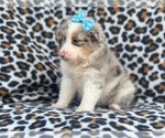 Small Photo #4 Australian Shepherd Puppy For Sale in LAKELAND, FL, USA